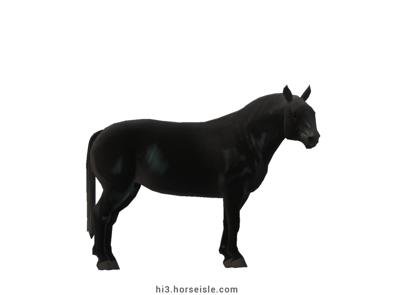 Cow-pony Chianina Dark Grey Coat